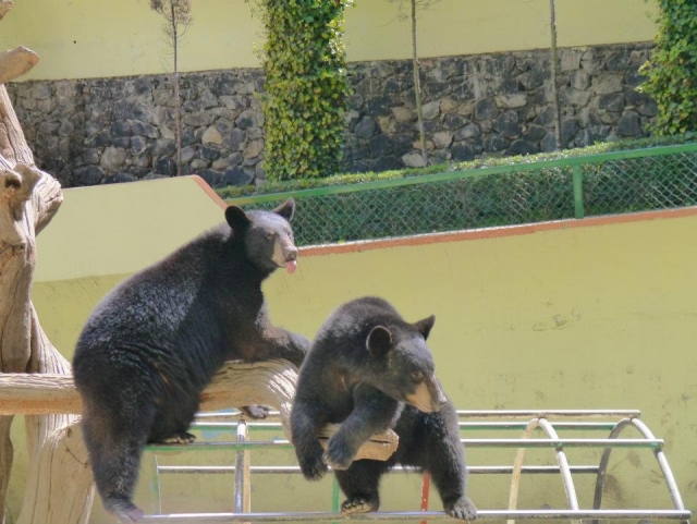 Osos del zoo